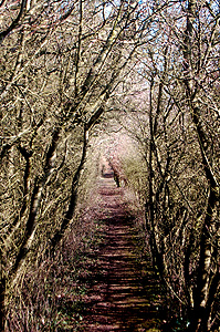 A footpath in Church End February 2012